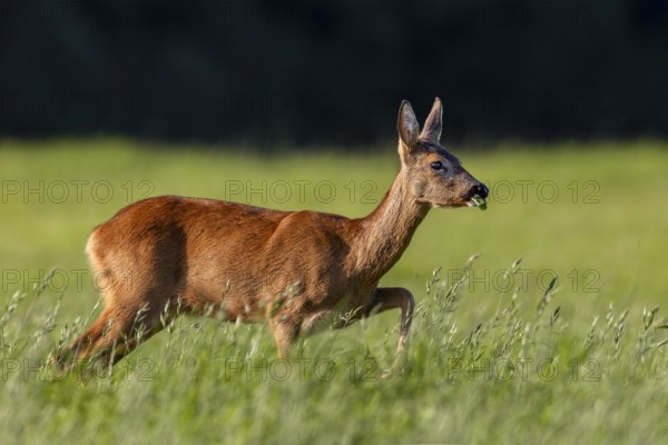 The doe (Capreolus capreolus) looks with interest at a conspecific looking for food at the other end of the meadow, curiosity, summer coat, Germany
