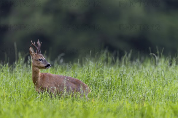 It is the beginning of July and the roebucks (Capreolus capreolus) can now be observed more frequently on the grazing areas, as the strenuous rutting season begins in about two weeks' time