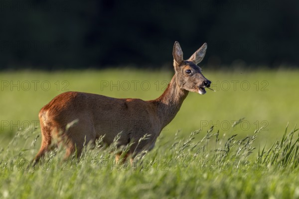 A doe (Capreolus capreolus) in the evening light on a grazing area, summer coat, Germany