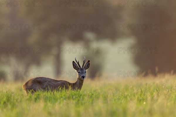 A physically ailing roebuck (Capreolus capreolus) is grazing in the evening light in a meadow, but seems to have overcome the worst and is about to become healthy, summer coat, sick, disease, summer coat, Germany