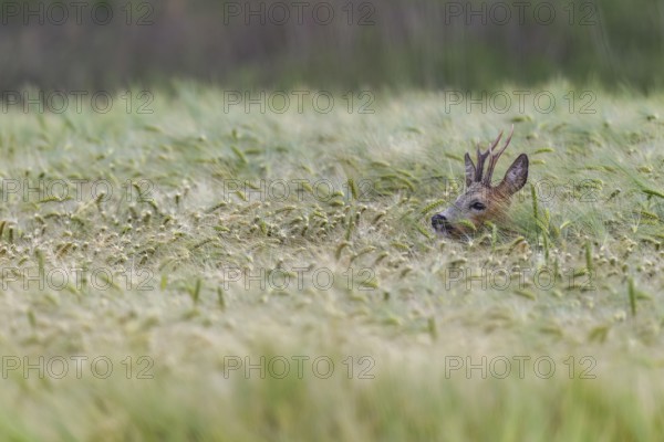 Roebuck (Capreolus capreolus) Gabler in a barley field, eyes, protection, Germany