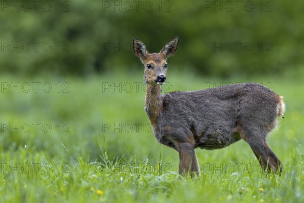 The doe (Capreolus capreolus) is looking attentively towards the edge of the forest, probably where she has laid her fawns, settling season, change of coat, Germany