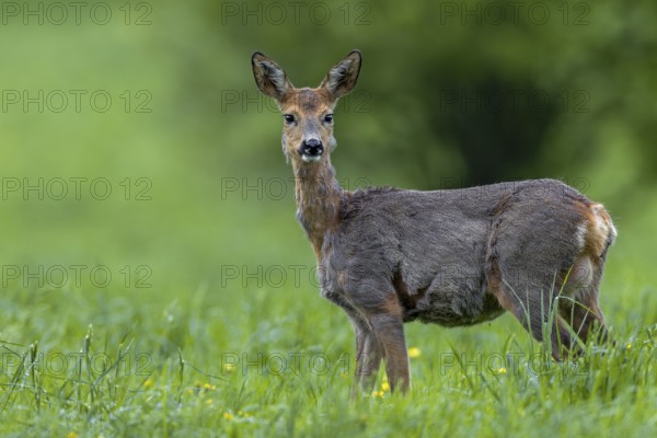 A doe (Capreolus capreolus) with clearly visible udder, an unmistakable sign that she is carrying young, change of coat, eyes, eye contact, Germany