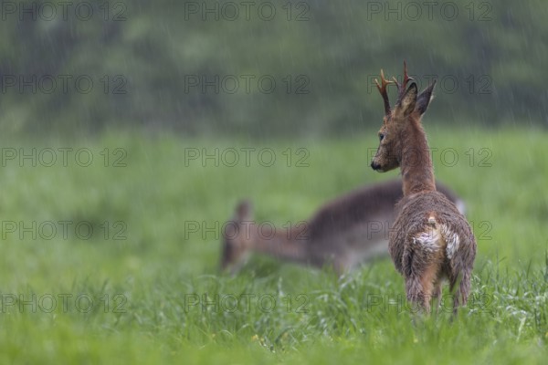 A roebuck (Capreolus capreolus) in the change of coat stretches its limbs while a dama (Dama dama) grazes in the background, change of coat, Germany