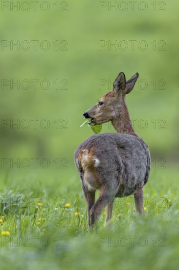 The clearly visible udder makes it easy to recognise that the doe (Capreolus capreolus) is leading fawns and the need for fresh, nutritious grazing is correspondingly high, change of coat, spider, Germany