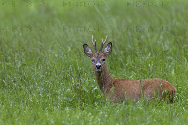 In mid-July, roebucks (Capreolus capreolus) wear the striking orange-red summer coat, eyes, eye contact, Germany