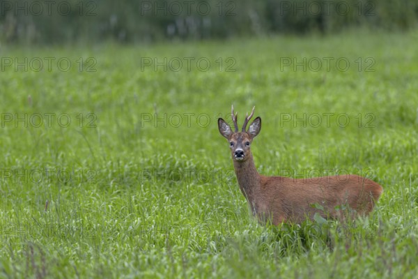 A roebuck (Capreolus capreolus) a few days in front of the start of the rut in optimal physical condition, summer coat, eyes, eye contact, Germany