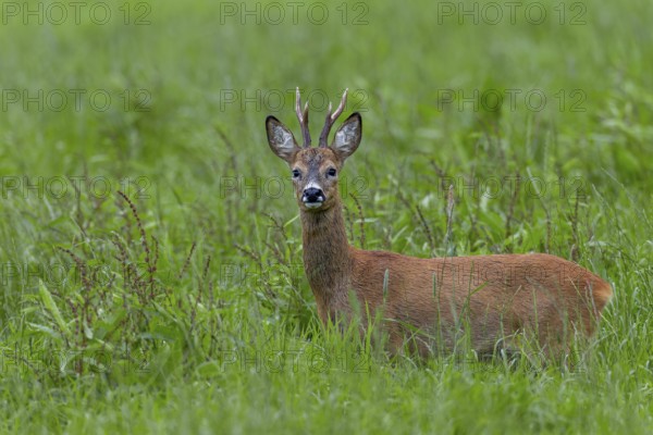 In mid-July, a few days in front of the start of the rut, the territorial roebucks (Capreolus capreolus) slowly become restless and wander through their territory, summer coat, eyes, eye contact, Germany