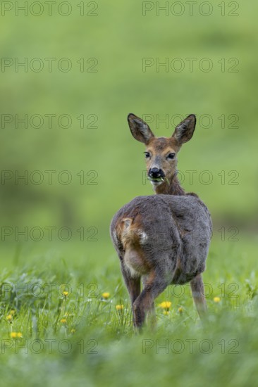 The clearly visible udder makes it easy to recognise that the doe (Capreolus capreolus) is leading fawns and the need for fresh, nutritious grazing, eyes, eye contact, change of coat, spider, Germany is correspondingly high