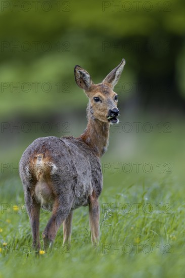 A doe (Capreolus capreolus) with clearly visible udder, called a spider by the hunter, changing coat, pregnant, Germany
