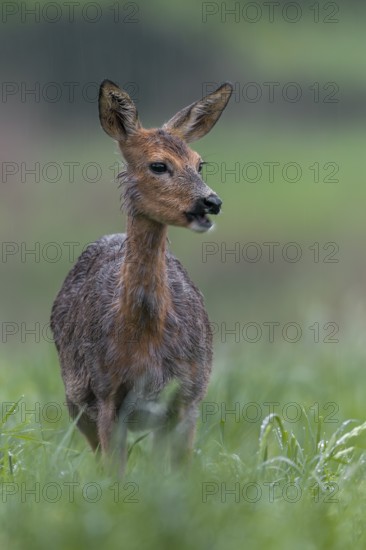 A pregnant doe (Capreolus capreolus) in moult grazing in the pouring rain in a meadow, pregnant, moult, Germany
