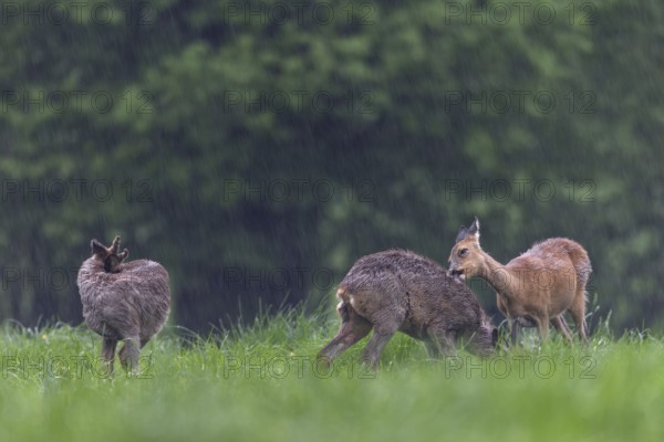 A doe licks and nibbles on the fur of a young roebuck (Capreolus capreolus), perhaps they are siblings from the previous year, social behaviour, physical contact, change of coat, Germany