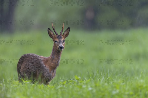 Roebuck (Capreolus capreolus) during a rain shower, eyes, change of coat, Germany