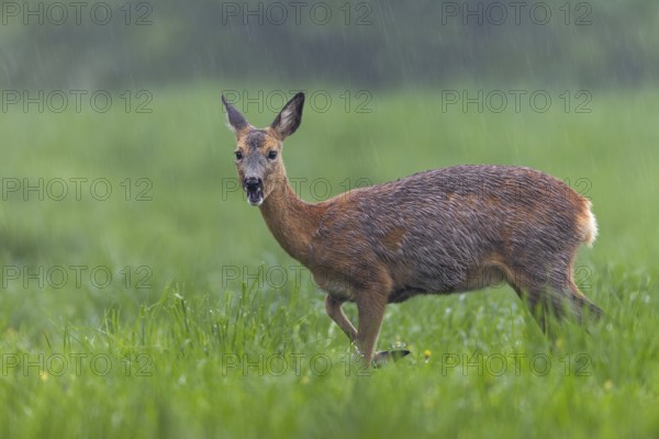 In a few days, this pregnant doe (Capreolus capreolus) will give birth to her fawns, pregnant, pregnancy, change of coat, Germany
