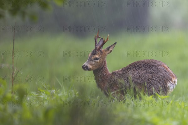 Roebuck (Capreolus capreolus) during a rain shower, change of coat, Germany