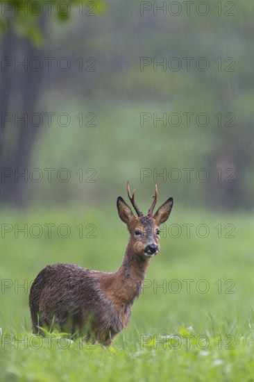 A roebuck (Capreolus capreolus) stands chewing its cud in a meadow, not bothered by the rain, change of coat, Germany