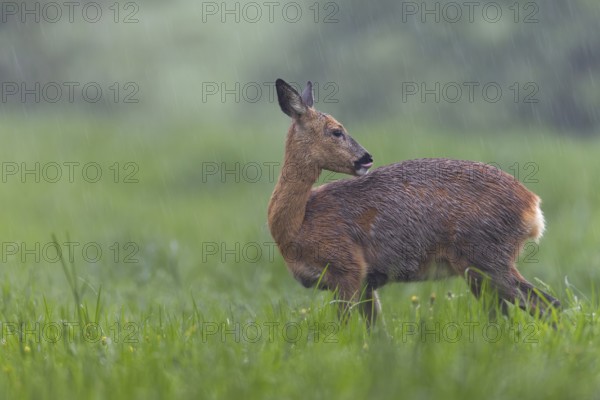 A pregnant doe (Capreolus capreolus) in moult grazing in the pouring rain in a meadow, moult, Germany
