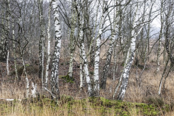 Birches (Betula pendula) in the moor, Emsland, Lower Saxony, Germany