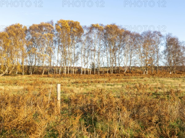 Silver birch trees, Betula pendula, brown autumn leaves on heathland, Sutton Heath, Suffolk, England, UK