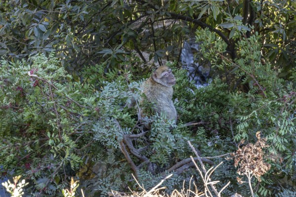 MAR, El, Kelaa, gorge, barber monkey