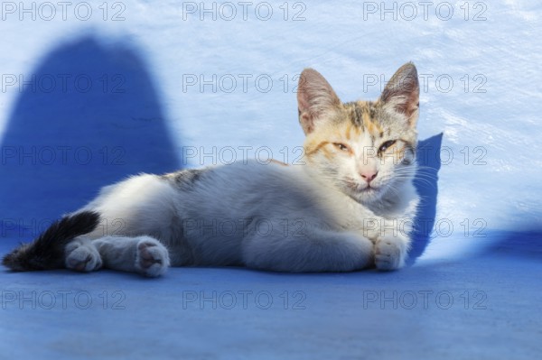 MAR, Chefchaouen, Medina, cat