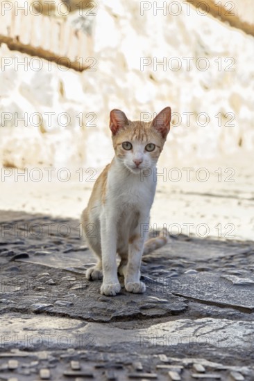 MAR, Chefchaouen, Medina, cat