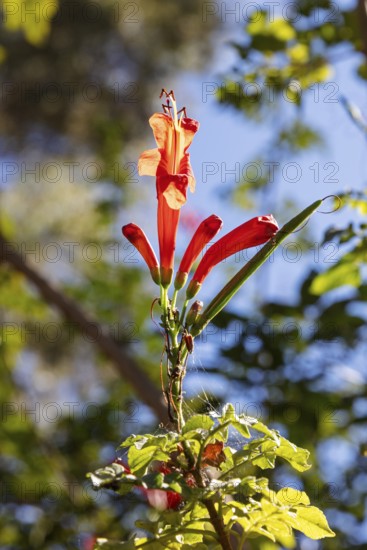 MAR, Chefchaouen, AI, Kasaba, flower