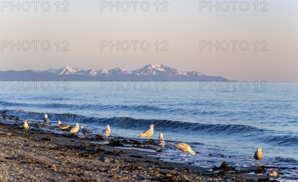Seagulls on Anchor Point beach on Cook Inlet in the evening light, snowy mountain peaks of the Kenai Peninsula, Anchor River State Recreation Area, Alaska, USA