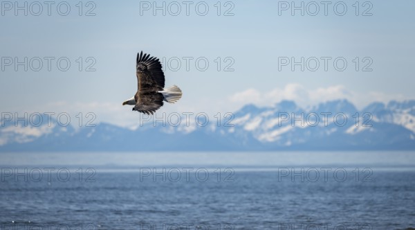 Bald eagle (Haliaeetus leucocephalus) in flight, Anchor Point at Cook Inlet, white mountain peaks of the Aleutian chain in the background, Anchor River State Recreation Area, Alaska, USA