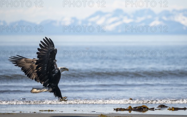 Bald eagle (Haliaeetus leucocephalus) in flight during landing, Anchor Point at Cook Inlet, white mountain peaks of the Aleutian chain in the background, Anchor River State Recreation Area, Alaska, USA