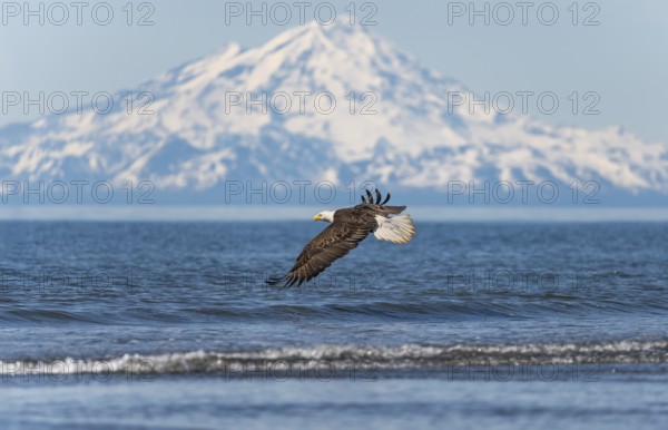 Bald eagle (Haliaeetus leucocephalus) in flight, Anchor Point at Cook Inlet, white mountain peak of Mount Redoubt, snowy mountains of the Aleutian chain, Anchor Point, Anchor River State Recreation Area, Alaska, USA