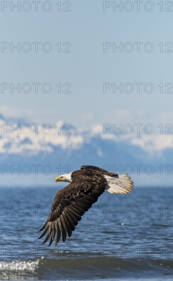 Bald eagle (Haliaeetus leucocephalus) in flight, Anchor Point at Cook Inlet, white mountain peaks of the Aleutian chain in the background, Anchor River State Recreation Area, Alaska, USA
