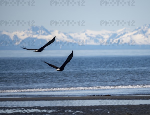 Two bald eagles (Haliaeetus leucocephalus) in flight on the beach of Anchor Point at Cook Inlet, white mountain peaks of the Aleutian chain in the background, Anchor River State Recreation Area, Alaska, USA