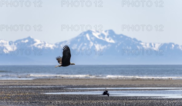 Bald eagle (Haliaeetus leucocephalus) in flight on the beach of Anchor Point at Cook Inlet, white mountain peaks of the Aleutian chain in the background, Anchor River State Recreation Area, Alaska, USA