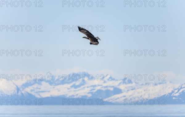 Bald eagles (Haliaeetus leucocephalus) flying on the beach at Anchor Point on Cook Inlet, snowy mountains of the Aleutian chain, Anchor Point, Anchor River State Recreation Area, Alaska, USA