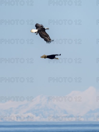 Two bald eagles (Haliaeetus leucocephalus) in flight, Anchor Point at Cook Inlet, white mountain peaks of the Aleutian chain in the background, Anchor River State Recreation Area, Alaska, USA
