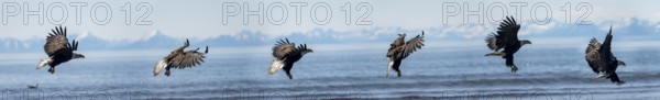 Bald eagle (Haliaeetus leucocephalus) in flight, photomontage of an eagle landing, Anchor Point at Cook Inlet, white mountain peaks of the Aleutian chain in the background, Anchor River State Recreation Area, Alaska, USA