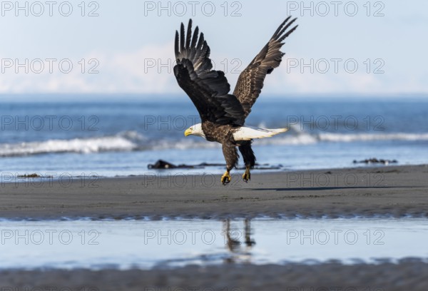 Bald eagle (Haliaeetus leucocephalus) in take-off, Anchor Point at Cook Inlet, white mountain peaks of the Aleutian chain in the background, Anchor River State Recreation Area, Alaska, USA