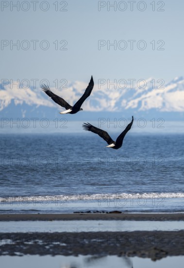 Two bald eagles (Haliaeetus leucocephalus) in flight on the beach of Anchor Point at Cook Inlet, white mountain peaks of the Aleutian chain in the background, Anchor River State Recreation Area, Alaska, USA