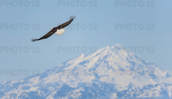 Bald eagle (Haliaeetus leucocephalus) flying on the beach of Anchor Point at Cook Inlet, white mountain peak of Mount Redoubt, snowy mountains of the Aleutian chain, Anchor Point, Anchor River State Recreation Area, Alaska, USA