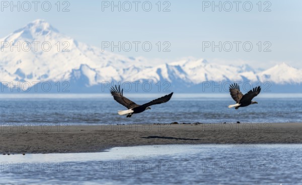 Two bald eagles (Haliaeetus leucocephalus) flying on the beach at Anchor Point on Cook Inlet, white mountain peak of Mount Redoubt, Anchor Point, Anchor River State Recreation Area, Alaska, USA