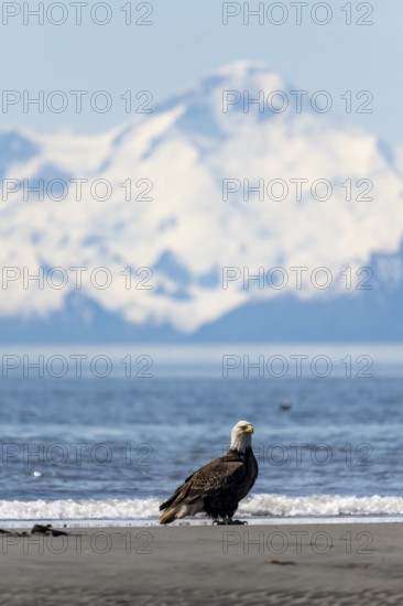 Bald eagle (Haliaeetus leucocephalus) perches on the beach at Anchor Point on Cook Inlet, white mountaintop of Mount Redoubt, Anchor Point, Anchor River State Recreation Area, Alaska, USA