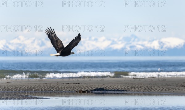 Bald eagle (Haliaeetus leucocephalus) flying on the beach of Anchor Point at Cook Inlet, white peaks of the Aleutian chain in the background, Anchor River State Recreation Area, Alaska, USA
