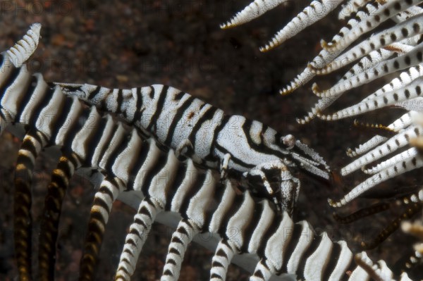 Underwater photo extreme close-up of mimesis camouflage of decapod shrimp Crinoid Shrimp (Laomenes amboinensis) (Periclimenes amboinensis) Ambon Crinoid Shrimp Crinoid Shrimp lives commensally on Crinoid Shrimp (Crinoidea) adapts to the colouring of Crinoid Shrimp with mimesis, Indo-Pacific, Bali, Indonesia