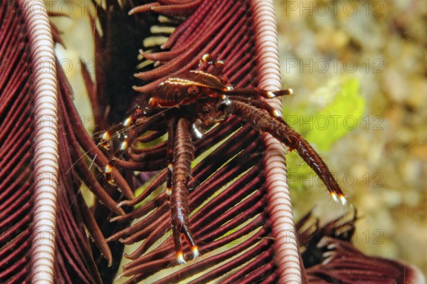 Underwater photo extreme close-up of reddish-brown variant of feather star bouncer crab (Allogalathea) sitting in a hair star feather star (Crinoidea), Pacific Ocean, Cebu, Visayas, Philippines