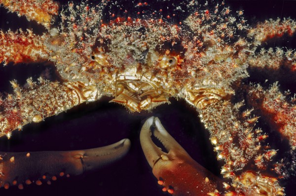 Underwater photo extreme close-up of whimsical hairy spider crab (Amphithrax pilosus) with unusual appearance, Caribbean, Bahamas