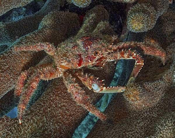 Underwater photo close-up of Spiny West Indian Spider Crab (Maguimithrax spinosissimus) synonyms (Mithrax spinosissimus, Maia spinosissimus, Damithrax spinosissimus) largest species of Caribbean reef crab, Caribbean