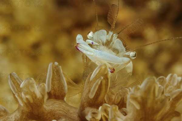 Underwater photo extreme close-up of magnificent partner shrimp (Ancylomenes magnificus) Magnificent partner shrimp looking directly at viewer sitting on leather coral (Sinularia), Pacific Ocean, Philippine Sea, Bohol, Visayas, Philippines