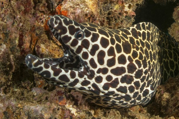 Underwater photo of large net moray eel (Gymnothorax favagineus) looking out of living height into coral reef of stony corals (Scleractinia) opening its mouth, Indian Ocean, Indo-Pacific, Andaman Sea, Khao Lak, Thailand