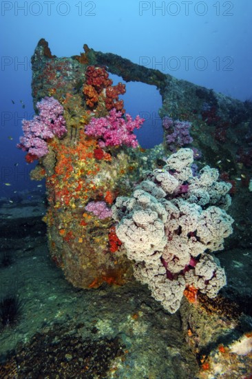 Underwater photo of colourful soft corals (Dendronephthya) growing on metal part of sunken shipwreck forming artificial reef, Andaman Sea, Wreck King Cruiser, Phuket, Thailand